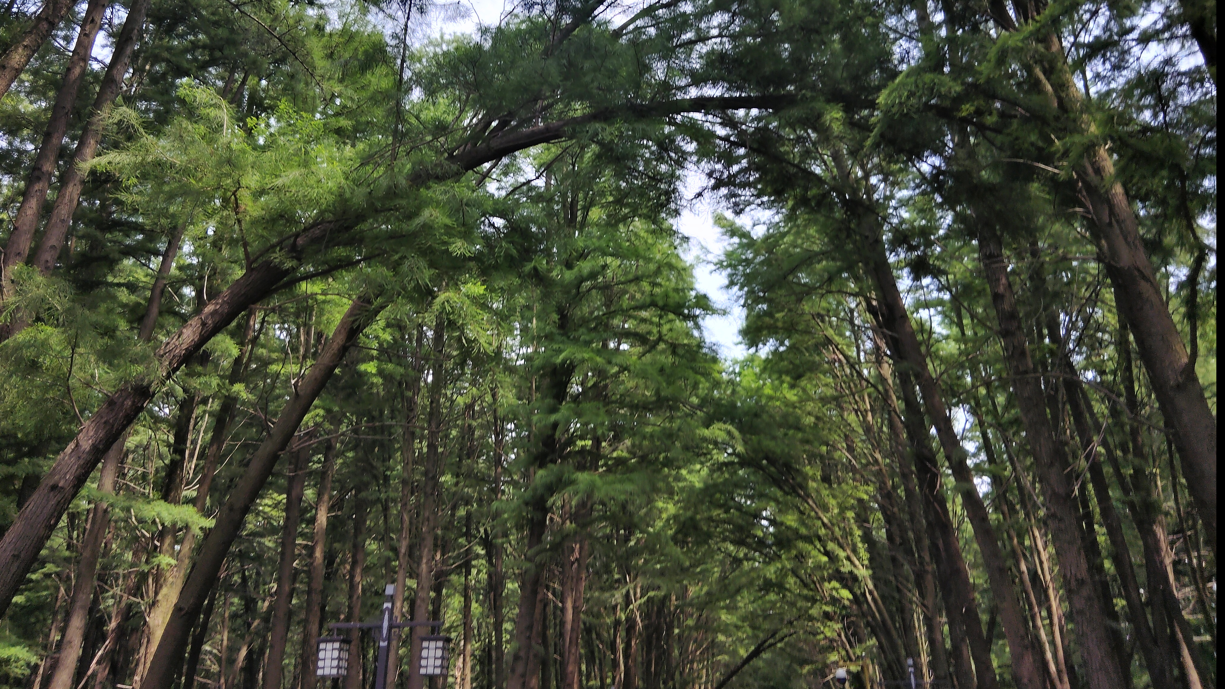Winding forest during daytime