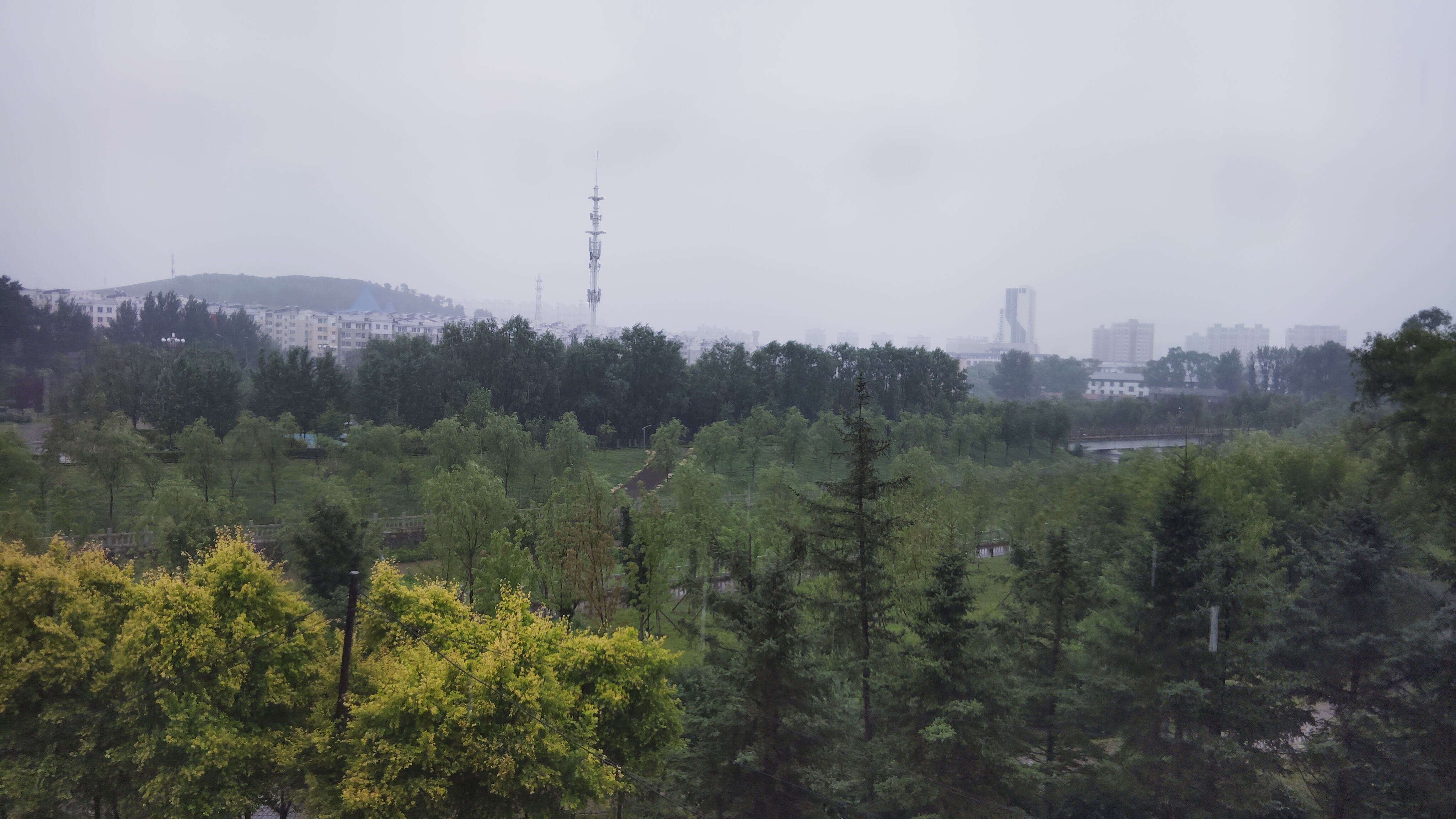 A view of trees, green in the summer